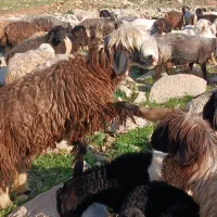 فروش چند راس کووه ماده