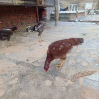 فروش مرغ خروس لاری
