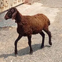 تقلی ماده