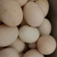 تخم مرغ کوردی نطفه دار