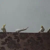 تعدادی عروس هلندی کاملا سالم به شرط  و بچ سرلاکی