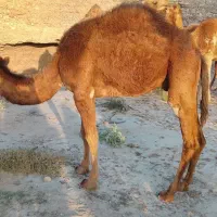 فروش شتر