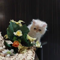 گربه-پرشین