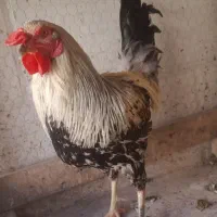 مرغ محلی سیستانی