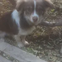 فروس سگ|سگ|تهران, پامنار|دیوار