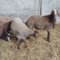 گوسفند بره نر نصف به بالا گوشت