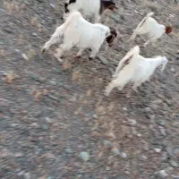 گوسفندان چاق