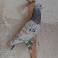 هفرنگ|پرنده|مشهد, جنت|دیوار