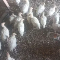 جوجه بوقلمون