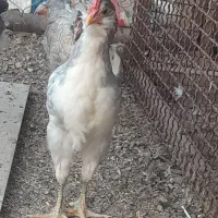 جوجه خروس گلین طوسی