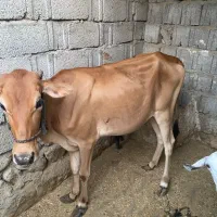 فروش گوساله ماده
