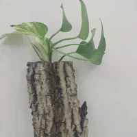 گل پتوس با چوب گردو