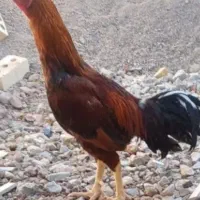 خروس لاری