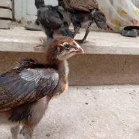 لاری خروس تویوخ جوجه