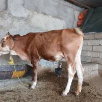 گوساله یک سال وخورده ..