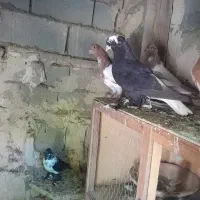 تعدادی کبوتر