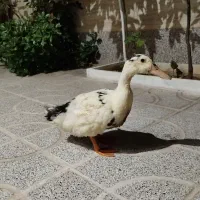 اردک