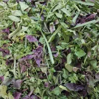 انواع سبزی خشک خانگی