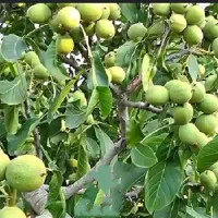 3 تن گردو تازه وسبز عالی عالی به فروش میرسد