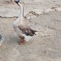 قوغاز