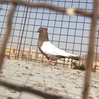سینه  نر