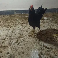 خروس گلین چهل تاج معاوضه با مرغ