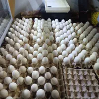 تخم اسراعیلی