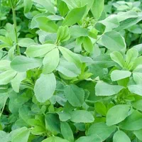 یونجه چین دوم درجه یک