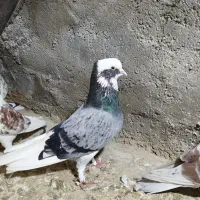کبوتر|پرنده|نظرآباد, نظرآباد|دیوار