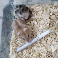 همستر مینیاتوری