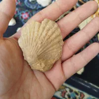 فسیل جانور دریایی