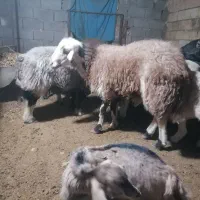 قوچ ومیش افشار