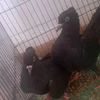 سیاه ابادانی