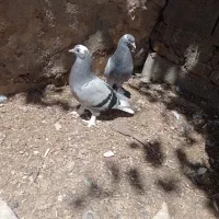 کبوتر ترکیه