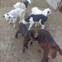 بره شیری درجه یک نروماده بره علفخوار