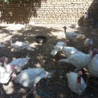 بوقلمون بیوتی