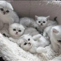 دنیای گربه وایت اسکاتیش بریتیش اصیل