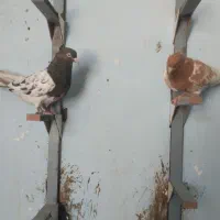 کبوتر