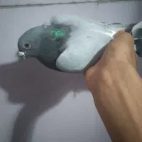 کبوتر سبز معمولی