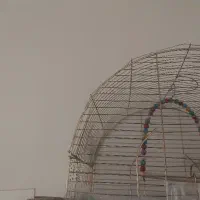 مرغ عشق ۲ عدد با قفس  و لوازم جانبی