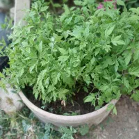 تیلیکی گوجه و فلفل در هیراب
