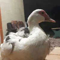 اردک مسکوی ماده