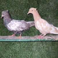 کفتر سینه ای و پلاکی و ترکیه ای و پنگوئنی