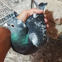 یک عدد ماده آردن