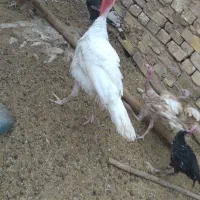 بوقلمون چاقو چله