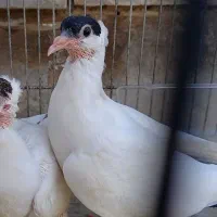یه جفت هملت