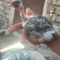 ۳ تا مرغ تخم گذار