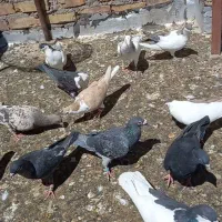 رنگه طوقی چپ ساده کلاغ