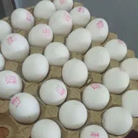 تخم مرغ شکسته