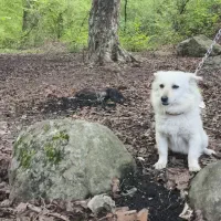 سگ پاکوتا اشپیتز